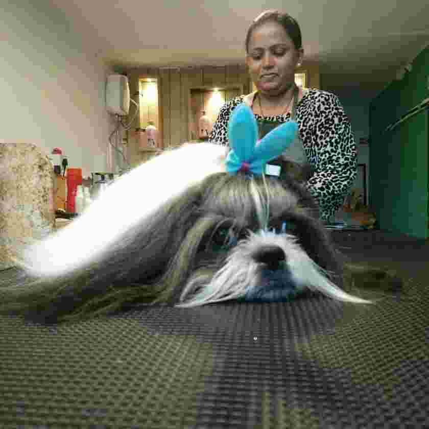 grooming parlor and pet salon
