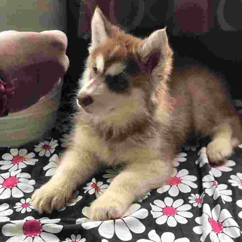 Outstanding quality Huskey puppy available for sale in navi Mumbai